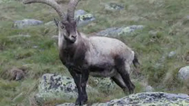 Eksperimen hewan (4)