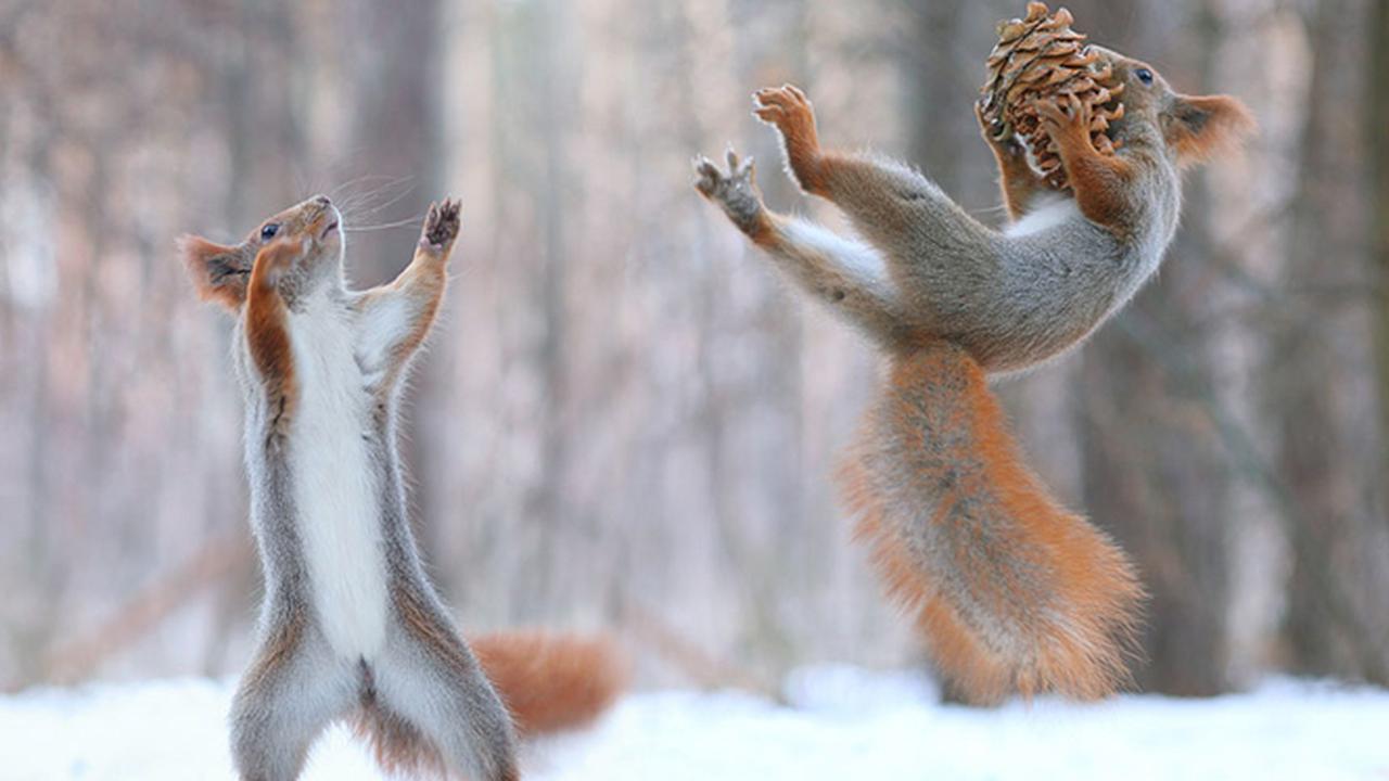 Aksi Lucu Tupai Nan Menggemaskan 