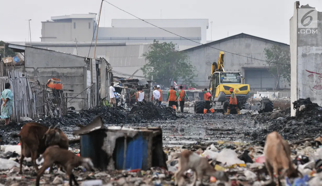 Petugas UPK Badan Air Dinas Lingkungan Hidup DKI Jakarta membersihkan sampah di Kampung Bengek, Muara Baru, Penjaringan, Jakarta, Rabu (4/9/2019). Setelah viral dan menjadi sorotan, lautan sampah yang memenuhi tanah garapan milik PT Pelindo II tersebut mulai dibersihkan. (merdeka.com/Iqbal Nugroho)