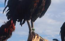 Mengenal Ayam Kukuak Balenggek, Hewan Endemik Sumatera Barat yang Punya Suara Merdu