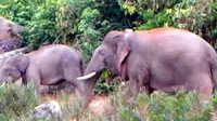 Kawanan tiga ekor Gajah Sumatra di Lansekap Bukit Tigapuluh Kabupaten Tebo. (Liputan6.com/Gresi Plasmanto/Dok BKSDA Jambi).