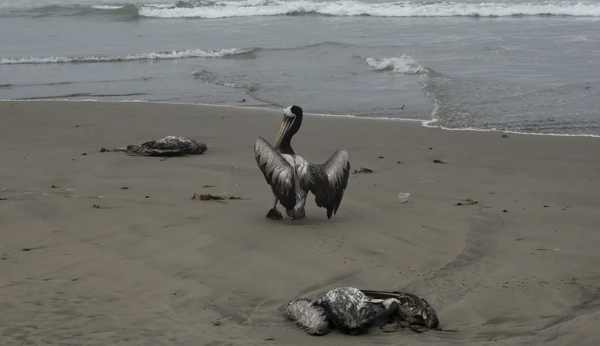 Pelikan mati tergeletak di pantai, saat yang lain berjuang untuk berjalan, di pantai Santa Maria di Lima, Peru, Selasa (29/11/2022). Setidaknya 13.000 pelikan telah mati sejauh ini pada bulan November di Sepanjang Pantai Pasifik Peru akibat flu burung, menurut The National Forest and Wildlife Service (Serfor) pada hari Selasa. (AP Photo/Guadalupe Pardo)