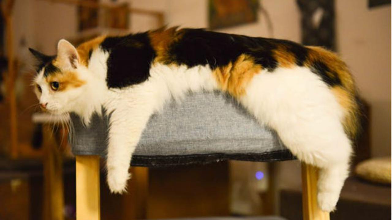 Anjing dan Kucing Bisa Kena Diabetes, Ini Fakta dan Cara Penanganannya