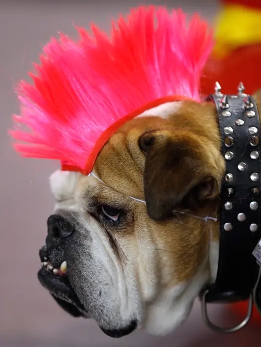 Bulldog bernama Max bergaya Punk saat mengikuti kontes Drake Relays Beautiful Bulldog ke-38 di Des Moines, Iowa (23/4). Kontes ini diikuti oleh 38 bulldog dari 10 negara bagian Amerika Serikat. (AP Photo / Charlie Neibergall)