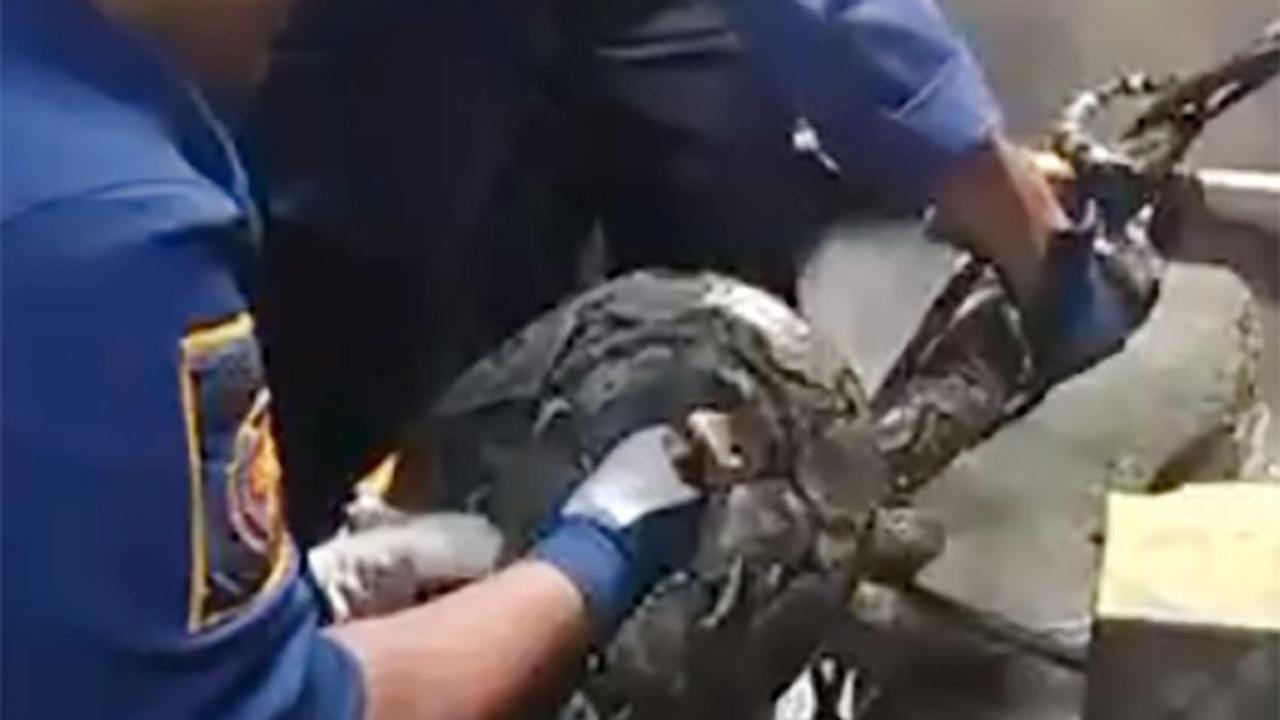 Atas temuan itu, Ningrat dibantu warga setempat langsung menghubungi pihak pemadam kebakaran Pos Balaraja, untuk menangkap ular binatang melata itu