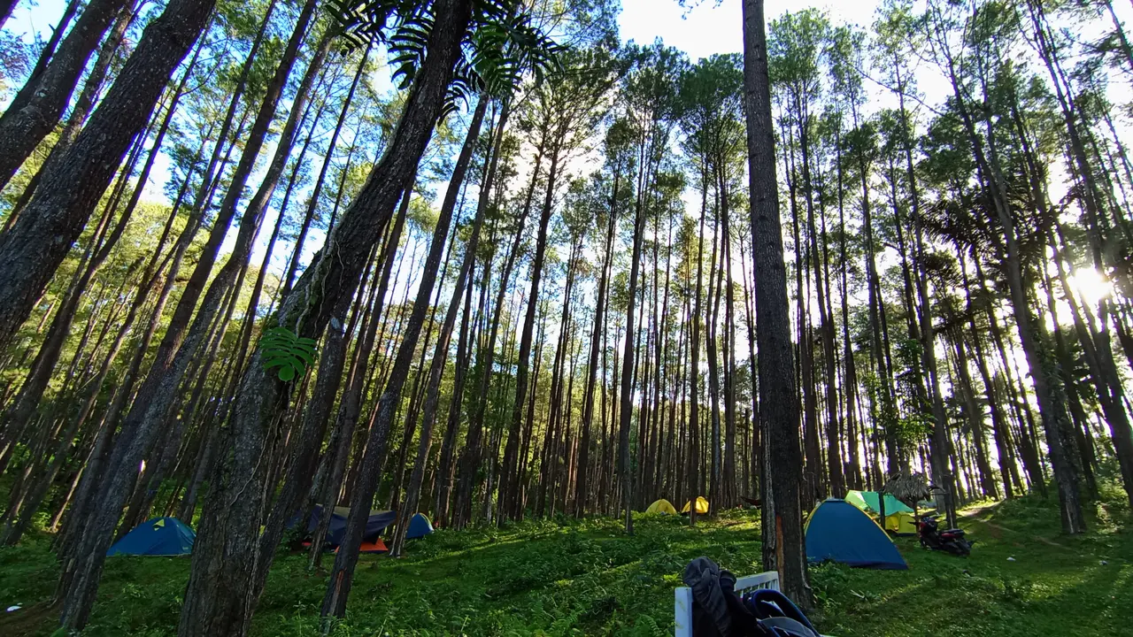 Wisata Hutan Pinus Motilango