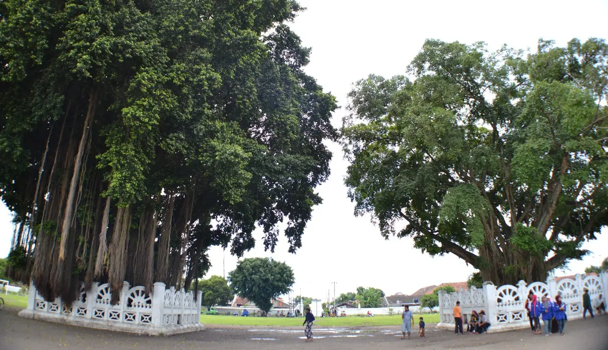 Salah satu dari dua pohon beringin kembar yang ada di alun-alun kidul (alun-alun selatan) Yogyakarta, terbakar (istimewa)