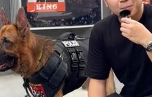 Gerebek Kandang Anjing Pelacak K9 Polda Metro Jaya, Begini Penampakannya yang Curi Perhatian
