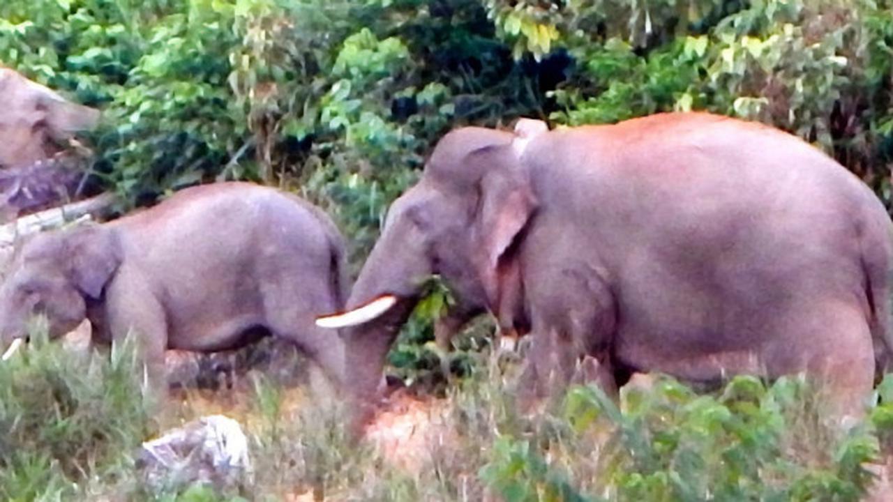Tiga Ekor Gajah Sumatra di Jambi Keluar dari Kelompoknya