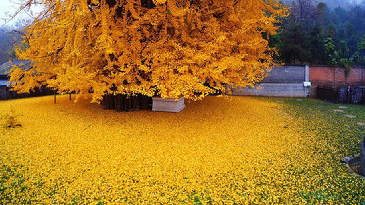 Mengintip keindahan pohon ginkgo 1400 tahun di Kuil Gu Guanyin