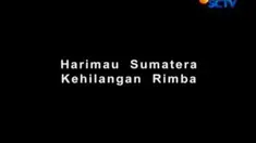Populasi Harimau Sumatera Semakin Merosot Setiap Tahun