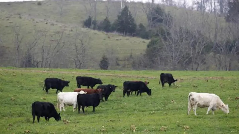 Sapi sedang merumput (Foto: Reuters).