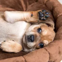 8 hewan yang memancarkan aroma makanan | foto  : mnn.com