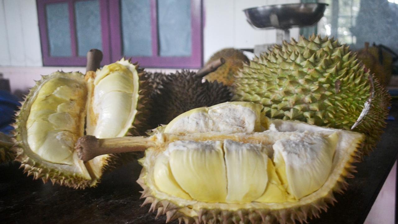 Penampakan durian bawor khas Alasmalang, Banyumas. Berdaging tebal, manis, legit dan beraroma kuat. (Foto: Liputan6.com/Muhamad Ridlo)