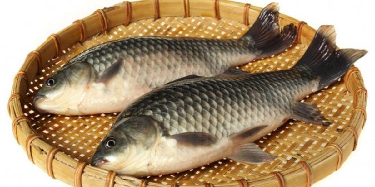 Ikan