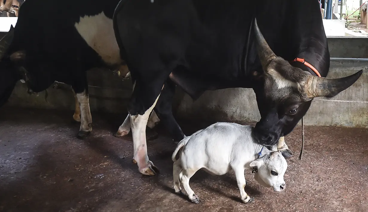 Seekor sapi domestik berdiri di sebelah sapi kerdil bernama Rani, di sebuah peternakan sapi di Charigram, sekitar 25 km dari Savar, Bangladesh, Selasa (6/7/2021). Sang pemilik mendaftarkan Rani ke Guinness Book dan mengklaimnya sebagai sapi terkecil di dunia. (Munir Uz zaman/AFP)