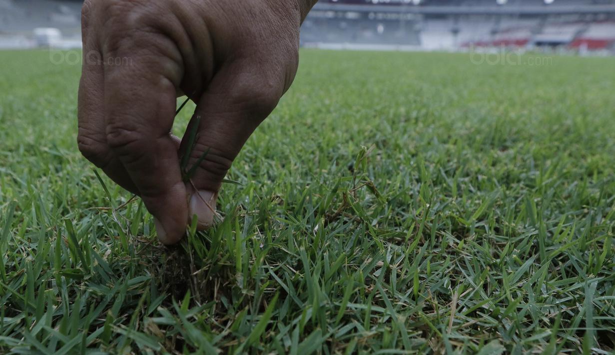Pekerja menunjukan rumput di SUGBK, Senayan, Jakarta, Selasa (8/8/2017). SUGBK menggunakan rumput jenis Zoysia matrella yang merupakan rumput standar FIFA untuk stadion bertaraf internasional. (Bola.com/M Iqbal Ichsan)
