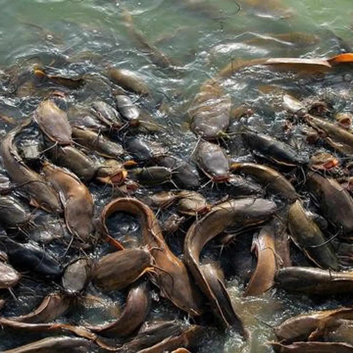 Makna Mimpi Memelihara Ikan Lele Di Kolam Renang