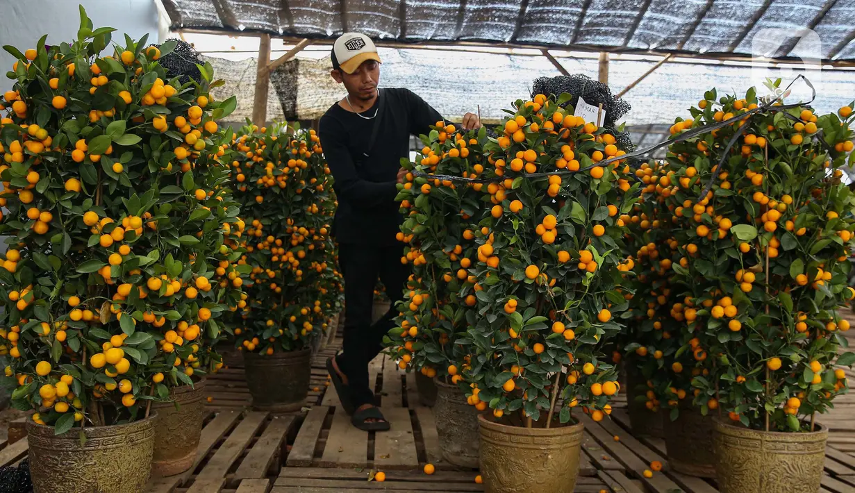 Dalam filosofi Tionghoa, setiap unsur alam seperti pohon, bunga, dan buah memiliki makna tertentu yang terkait dengan prinsip harmoni antara manusia dan alam semesta. (Liputan6.com/Angga Yuniar)