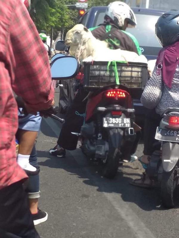 Aksi orang-orang saat bawa hewan kurban dengan motor, kocak! (Sumber: Twitter/@newdramaojol.id)