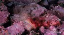 Warna dan polanya membantu Tutul scorpionfish (Scorpaena plumieri) menyamarkan diri di terumbu karang dan batu yang membentuk lingkungannya di Samudera Atlantik dan utara Teluk Meksiko. (boredpanda.com)