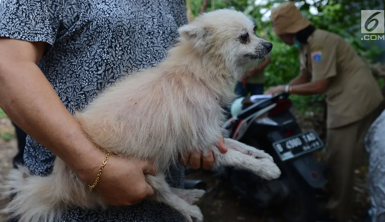 Warga membawa anjing peliharaannya untuk disuntik vaksin anti rabies di Kelapa Dua Wetan, Ciracas, Selasa (8/1). Suku Sudin KPKP Jakarta Timur menggelar sosialisasi rabies dan vaksinasi bagi anjing dan kucing. (Merdeka.com/Imam Buhori)