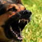 (Sumber rottweilerlife.com)