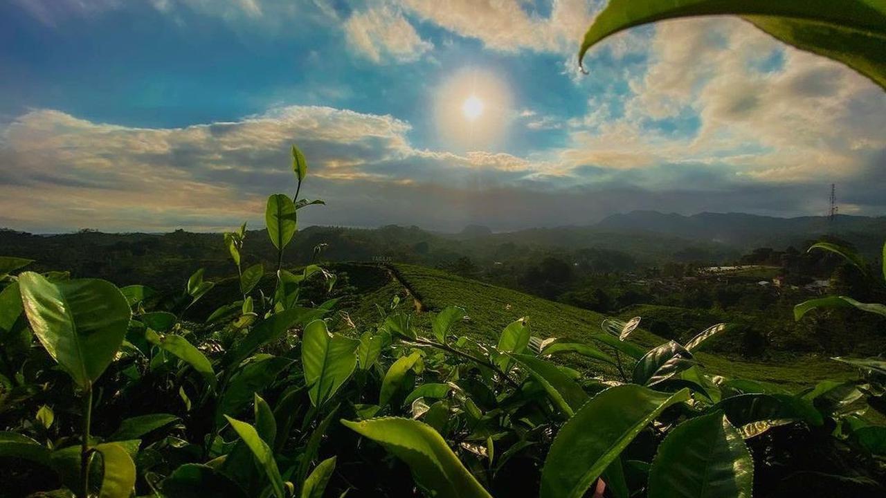 Healing di kebun teh yang luas
