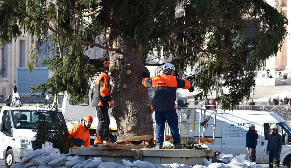 Pekerja dibantu sebuah derek mendirikan pohon Natal raksasa di Alun-alun Santo Petrus, Vatikan, Kamis (23/11). Pohon Natal yang didatangkan dari Polandia ini tingginya mencapai 28 meter. (Andreas SOLARO / AFP Photo)