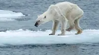 Beruang kutub kesulitan mencari sumber makanan dan menjadi korban kelaparan yang berkepanjangan. (sumber: NBC News)