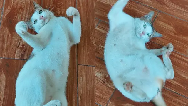 7 Potret Pose Kucing Tidur Telentang Ini Kocak, Bikin Salah Fokus