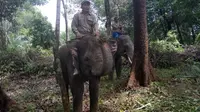 Gajah-gajah mengungsi karena kebanjiran (Liputan6.com / M.Syukur)