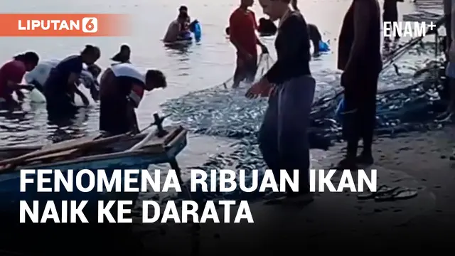 VIDEO: Heboh Fenomena Ribuan Ikan Naik ke Daratan