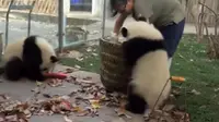 Walau Usil, Aksi Bayi Panda Ini Tetap Menggemaskan