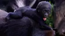 Seekor bayi gorila dataran rendah barat terlihat di Kebun Binatang Belo Horizonte, Brasil pada 14 Oktober 2019. Kebun binatang ini merupakan satu-satunya di Amerika Selatan yang berhasil mengembangbiakkan spesies langka ini. (DOUGLAS MAGNO/AFP)