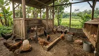 Tips agar Ayam Bisa Cepat Bertelur bagi Pemula di Pekarangan Kecil, Cocok untuk Penuhi Kebutuhan Rumahan