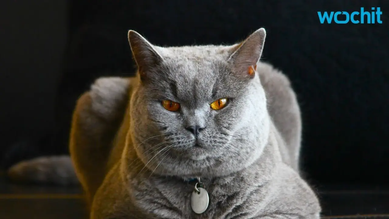 Kucing dan Stres
