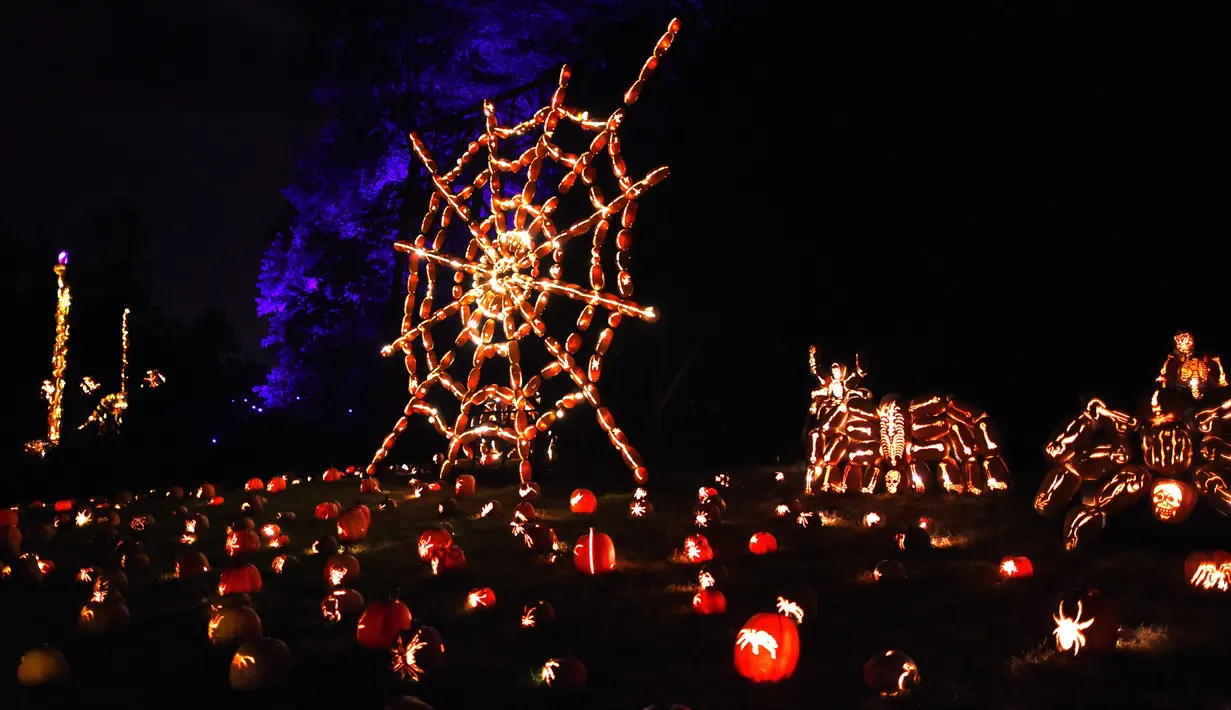 Labu berbentuk jaring laba-laba yang disinari cahaya pada pameran Great Jack O'Lantern Blaze di Van Cortlandt Manor, New York, Sabtu (14/10). The Great Jack O'Lantern Blaze ini dipamerkan selama 25 hari pada Oktober - awal November. (TIMOTHY A. CLARY/AFP)