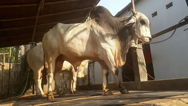 Kisah di Balik Sapi-Sapi Kurban Jumbo Jokowi untuk Solo dan Yogya