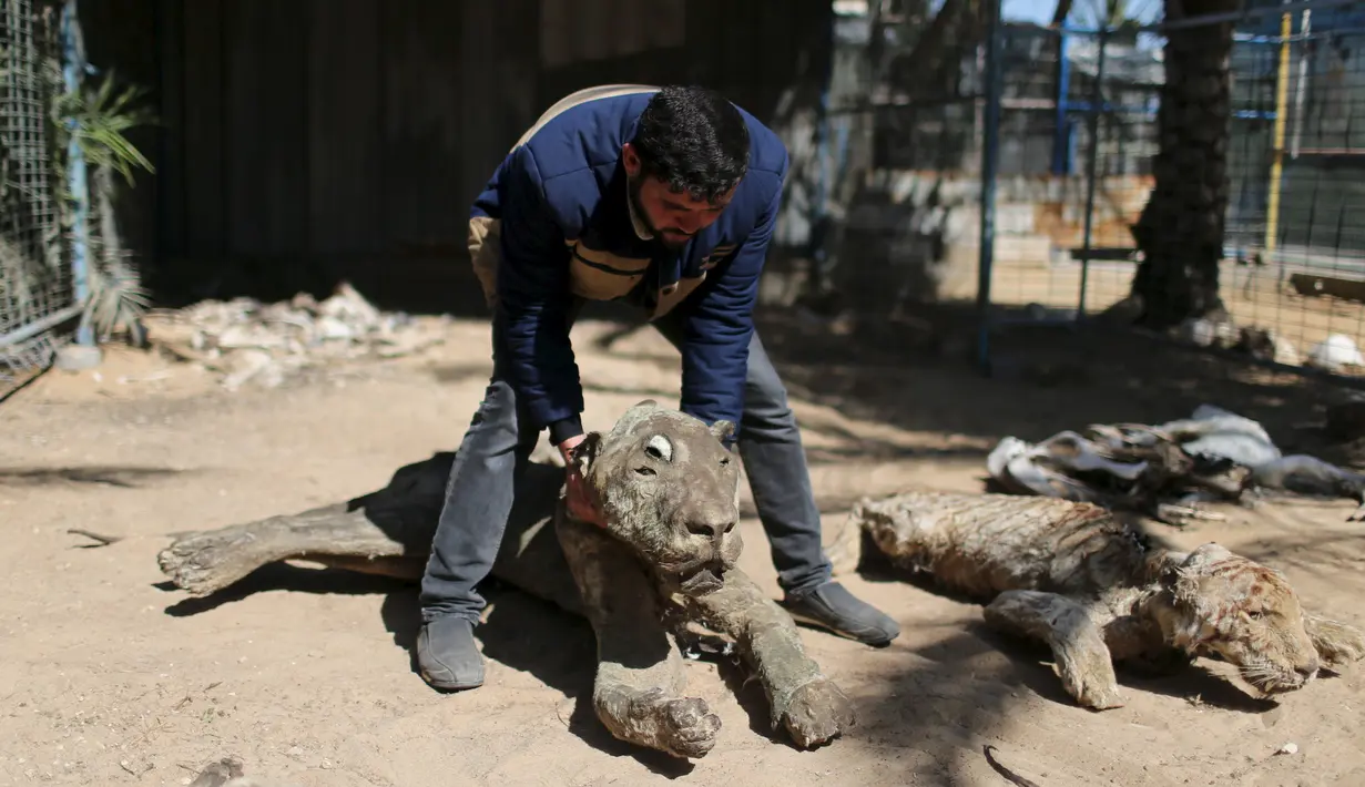 Pemilik kebun binatang di Jalur Gaza, Mohammed Oueida memperlihatkan binatang yang mati mengering akibat perang yang terjadi di kawasan tersebut selama tahun 2014, Palestina, Senin (7/3/2016). (Reuters/ Ibraheem Abu Mustafa)