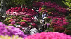Para pengunjung berjalan di antara bunga-bunga azalea yang bermekaran di Kuil Nezu, Tokyo, pada hari musim semi yang sejuk, Senin, 15 April 2024. (AP Photo/Eugene Hoshiko)