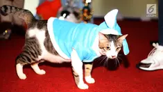 Bandi pemenang kucing mirip Bobby The Cat milik capres Prabowo Subianto saat mengikuti lomba di DPP Partai Gerindra, Jakarta, Sabtu (9/3). Acara Sahabat Bobby dan Lembaga Komunitas Penyayang Kucing Prabowo Sandi (KPKPS). (Liputan6.com/Herman Zakharia)