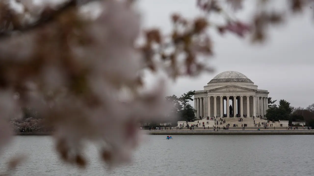 Bunga-Sakura-Washington