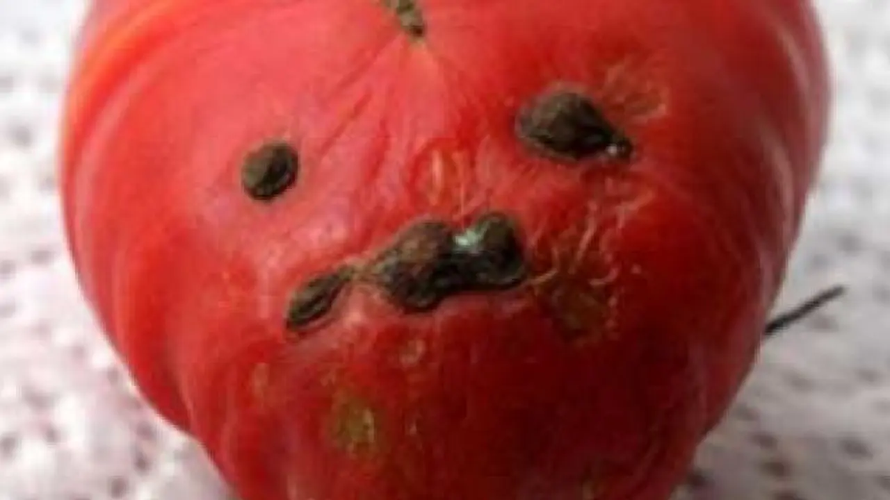 Tomat Ini Mirip Hitler?