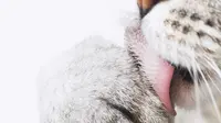 Ternyata, Ini Kegunaan Lidah Kucing yang Kasar