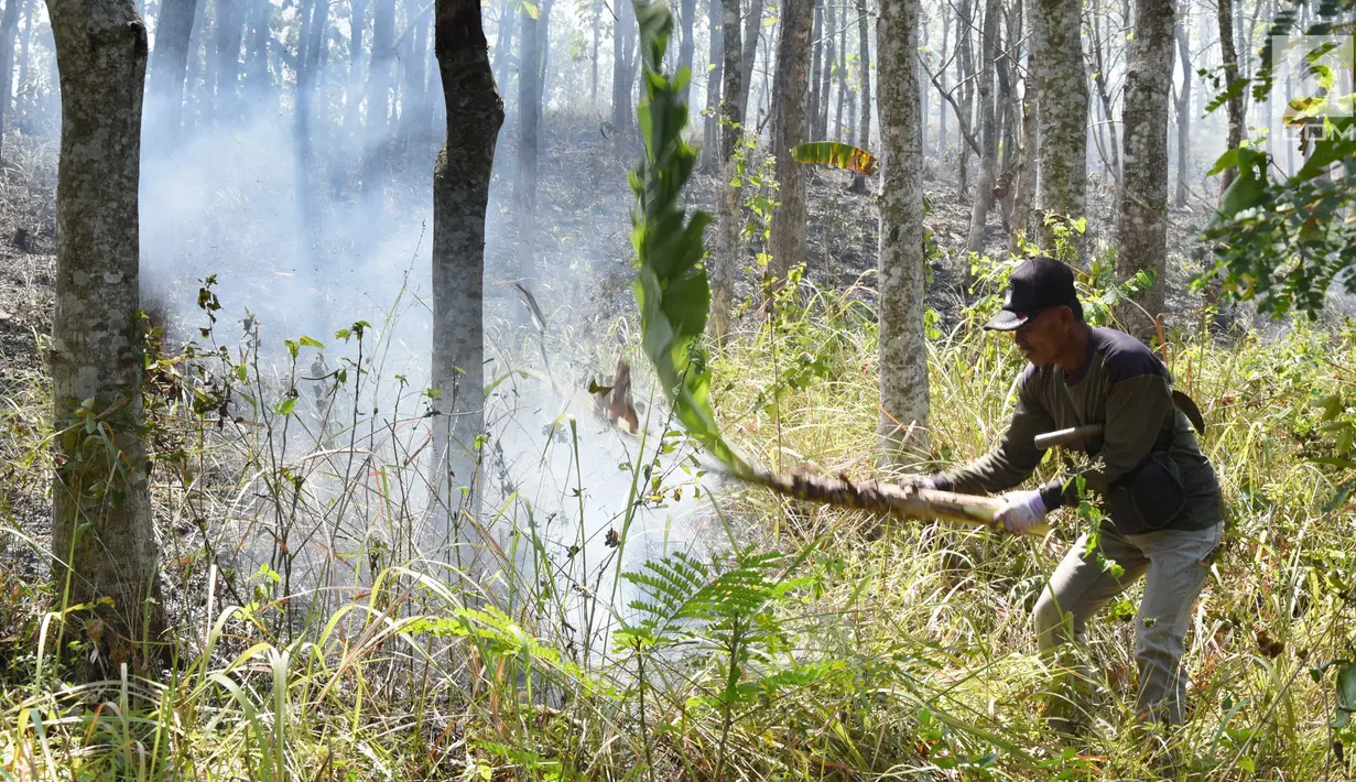 Petugas Dinas Kehutanan berusaha memadamkam api yang membakar hutan jati di Kecamatan Juwangi Boyolali, Jawa Tengah, Senin (6/8). Belum diketahui penyebab pasti kebakaran bisa terjadi. (Liputan6.com/Gholib)