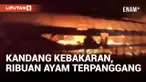 10 Ribu Ayam Terpanggang Usai Kebakaran Kandang Peternakan