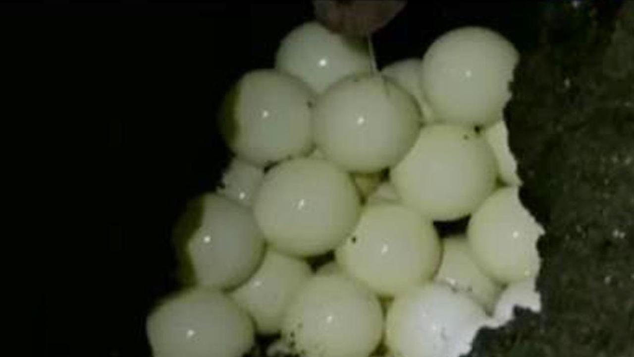 Jakarta Terendam Banjir hingga Menyaksikan Penyu Bertelur