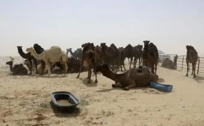 Ratusan unta dan domba mati diperbatasan karena kelaparan dan kehausan (AFP)