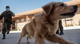 Anggota kepolisian Chile bermain dengan seekor anjing Golden Retriever bernama Clifford sebelum sesi latihan selama presentasi kepada pers di Santiago, Selasa (14/7/2020). Anjing itu dilatih untuk mendeteksi mereka yang mengidap covid-19 dengan mencium bau keringatnya. (Martin BERNETTI/AFP)